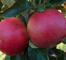 Poljski jabuke: vrste, fotografija i opis