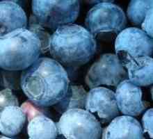 Uporaba plodova i njihov kalorijski sadržaj: borovnice