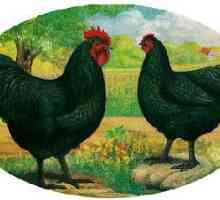 Uzgajati kokoši australorp: opis i fotografije. Meso i jaja pasmina kokoši