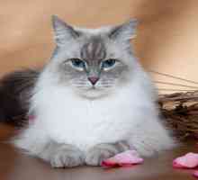 Pasmina Neva Masquerade - mačka za svakoga tko voli životinje s debelim, prekrasnim krznom