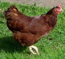 Pasmina rodonit - proizvodnja kokoš jaje s visokim