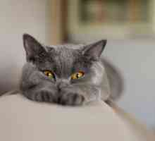 Pasmina siva ime mačka, opis i fotografiju