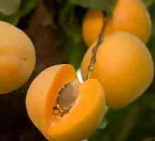 Sadnja Apricot proljeće obrezivanje. Pravila sadnju marelica proljeće
