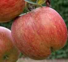 Stabla sadnju jabuka u jesen: Savjeti vrtlari