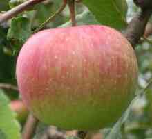 Stabla sadnju jabuka u jesen u predgrađu. Patuljak jabuke za čistinu razred