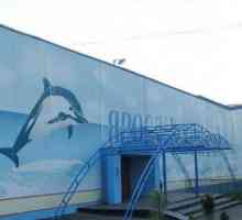 Posjet delfine Yaroslavl - eksploziju radosti i pozitivnih emocija!