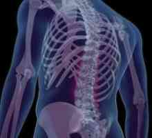 Humani kralježnice, strukture i funkcionalnosti
