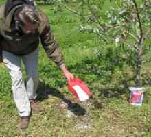 Pravilno gnojiva drveće i grmlje u proljeće