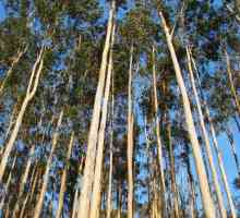 Korištenje eukaliptusa: krv sto metara drveta