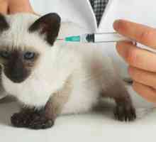 Cijepljenje mačića: Brze činjenice