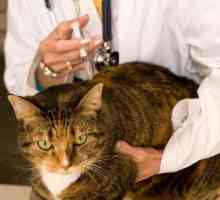 Cijepljenje mačke: što učiniti i kada