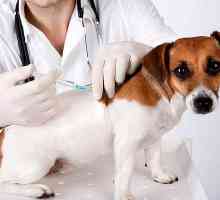 Cijepljenje štenad mlađa od jedne godine. Vožnja štene pravilno cijepljenje protiv najopasnijih…