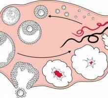 Znakovi ovulacije i začeća: Brze činjenice