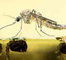 Životni vijek komarca - zanimljivosti