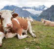 Životni vijek krave: faktori i metode za određivanje starosti