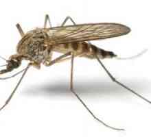 Dokazane načina kako se riješiti komaraca u stanu