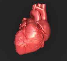Srčani sustav provođenja: struktura, funkcija i anatomske i fiziološke značajke