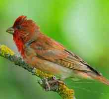 Bird leća - svijetla perje s jasnim glasom