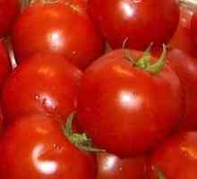 Neka rajčice zali primiti u izobilju, rijetko i točne