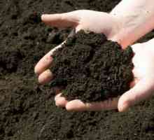 Oksidacijski tla u proljeće. Pet načina kako smanjiti kiselost tla