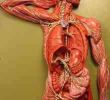 Lokacija limfnih čvorova u ljudskom tijelu (u vratu, prepone i ispod pazuha)