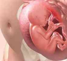 Razmotrimo kako dijete diše u maternici