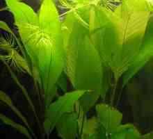 Lemongrass biljka akvarij: briga i reprodukcija