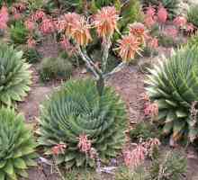 Aloe vrsta. Domovinskog biljke