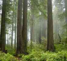 "Redwood" - Nacionalni park (Kalifornija, SAD)