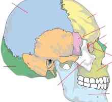 Rešetnica lubanje. Uparen i pojedinačna kosti lubanje