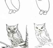 Crtanje životinja korak po korak s olovkom. Kako naučiti crtati životinje korak po korak?