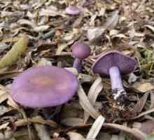 Modrikača: jestive i otrovne gljive?