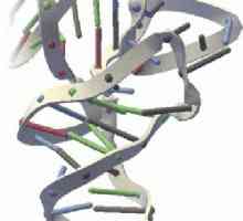 RNA i DNA. RNK - što je to? RNA: struktura, funkcija, vrste