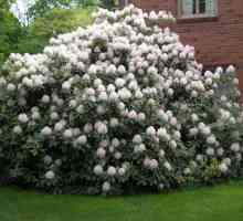 Rhododendron: priprema za zimu. Osnovna pravila i savjete