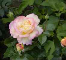 Rosa Gloria Dei: najpopularniji u povijesti cvijeta