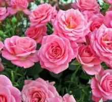 Rosa Grandiflora: opis najpopularnijih sorti