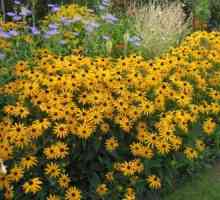 Rudbekija: skrb i ukrcaj. Solarni cvijet u vrtu
