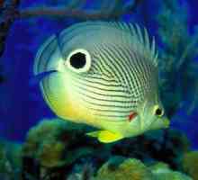 Riba leptir - posjetnica koraljni greben