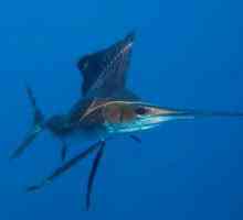 Riba jedrilica - ocean munja