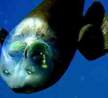Riba s prozirnom glavom ima optički sustav jedinstven za oči