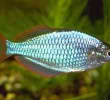 Riba neon Donaciinae: uzgoj, hranidba i kompatibilnost