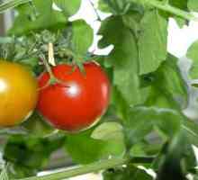 Salata od crvenih rajčica za zimu: recepti
