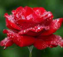 Najviše nevjerojatna i lijepa ruža Ekvador fotografiju, ocjene