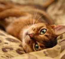 Najviše lijepa i inteligentna pasmina Abyssinian mačke