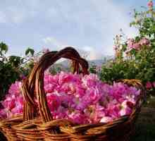 Najljepša dolina ruža u svijetu. Bugarska i njegove atrakcije
