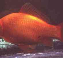 Najpopularnija vrsta zlatne ribice