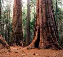 Najveći stablo u svijetu: Sequoia, Baobab drvo, Banyan
