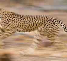 Najbrže životinje na svijetu - koja je to