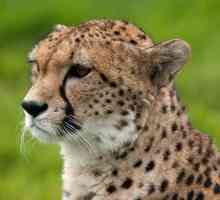 Najbrži životinja na svijetu. gepardi brzina jednaka brzini vozila