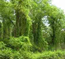 Samur šuma u Dagestanu: opis, vegetacija i recenzije